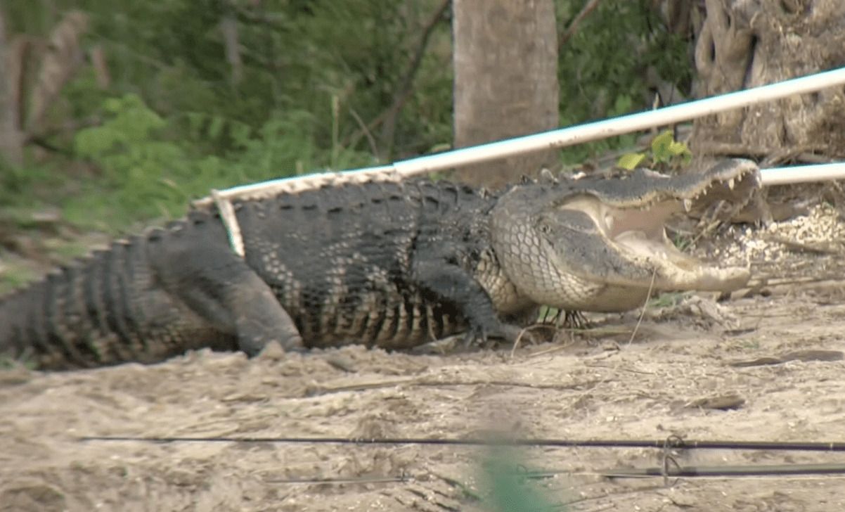 Crocodile King "Torn To Pieces" By 40 Crocs | WLT Report