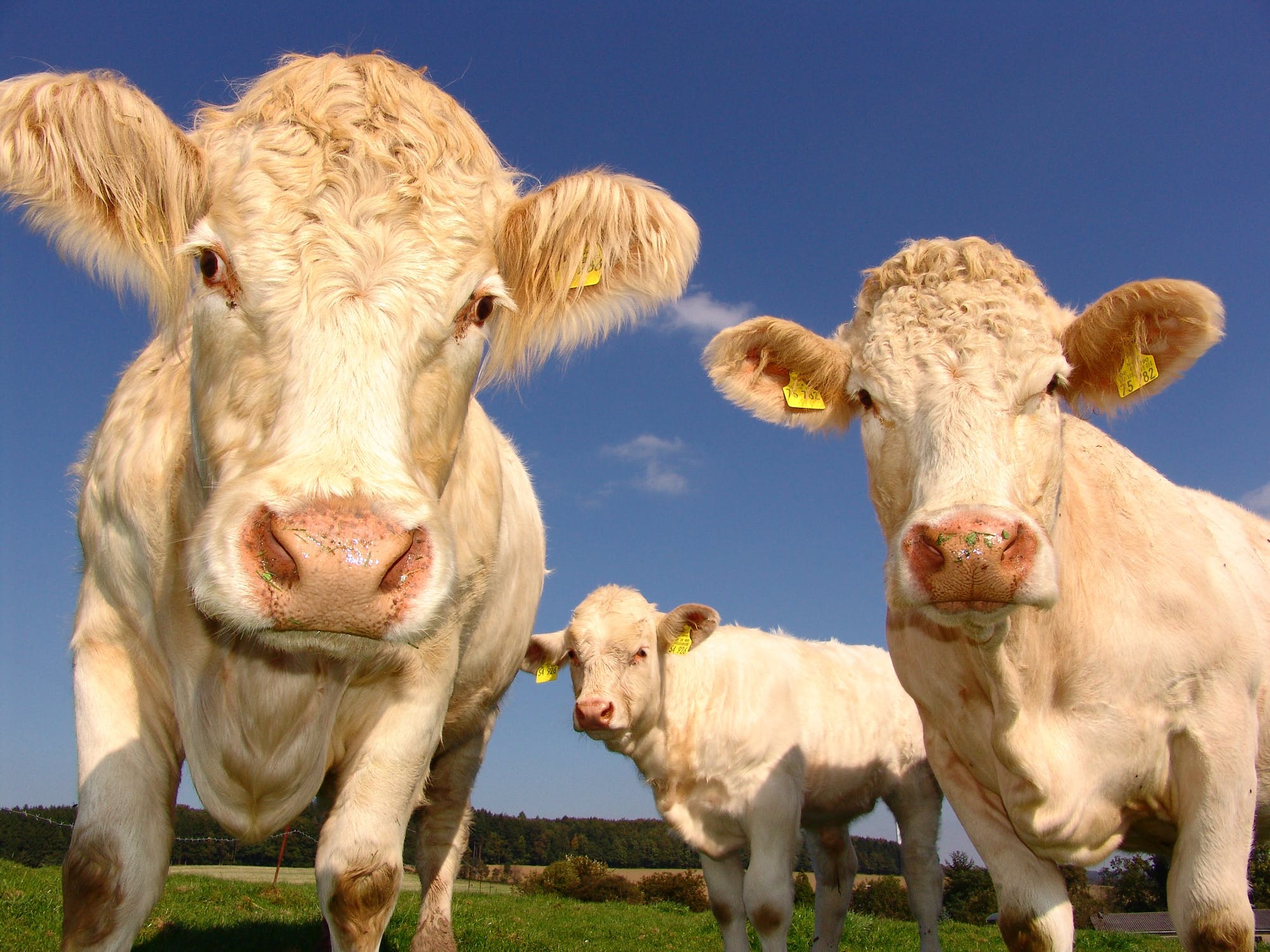 CRISIS CREATION: Beef Cows Hit A Level Not Seen Since 1962! Here's What You Can Do To Protect Your Family... | WLT Report