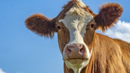 Beef Company CEO: “The Climate Change Argument Against Cows Is Garbage and We Will NOT Comply” | WLT Report