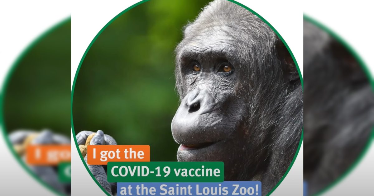 Gorilla At St. Louis Zoo, Where Animals Received Covid Shots, Dies After Suffering Heart Attack | WLT Report
