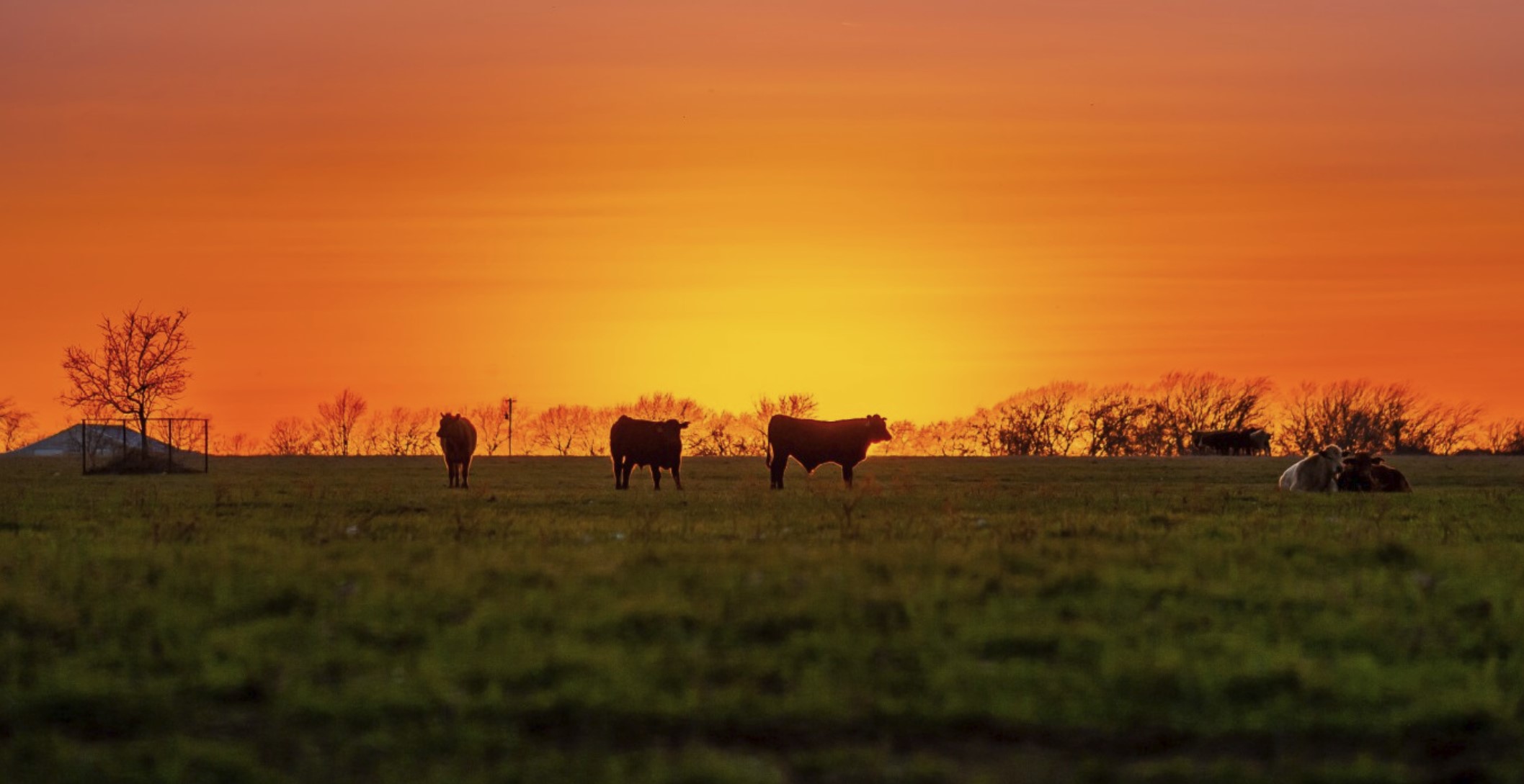 Why Real American Beef Is Under Attack (and 3 Reasons Why Beef Is Unique)