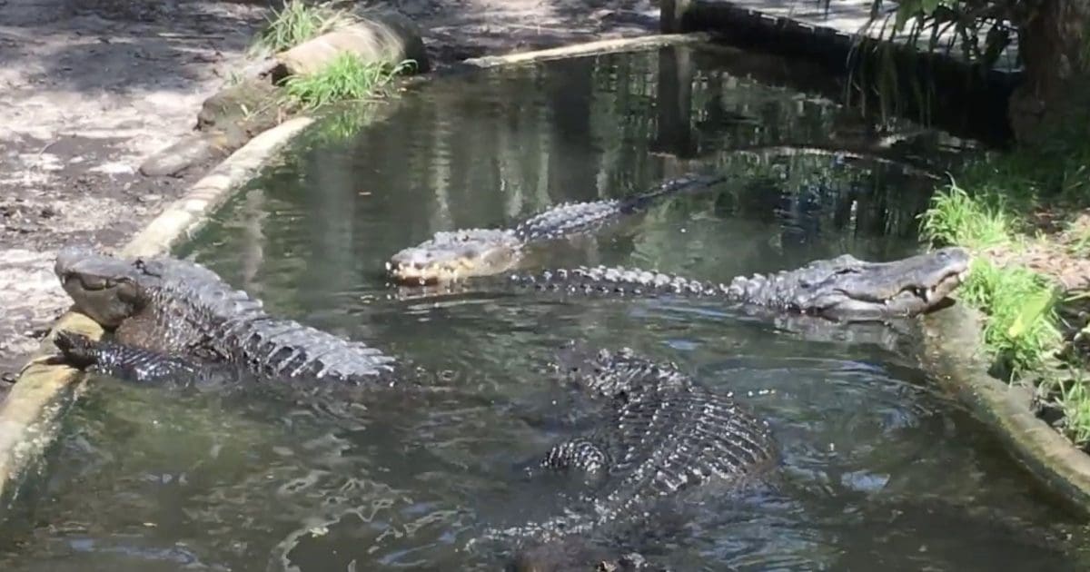 Appeals Court Gives President Trump HUGE WIN On Alligator Alcatraz | WLT Report