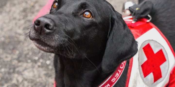 A search and rescue dog looking up while wearing a red harness