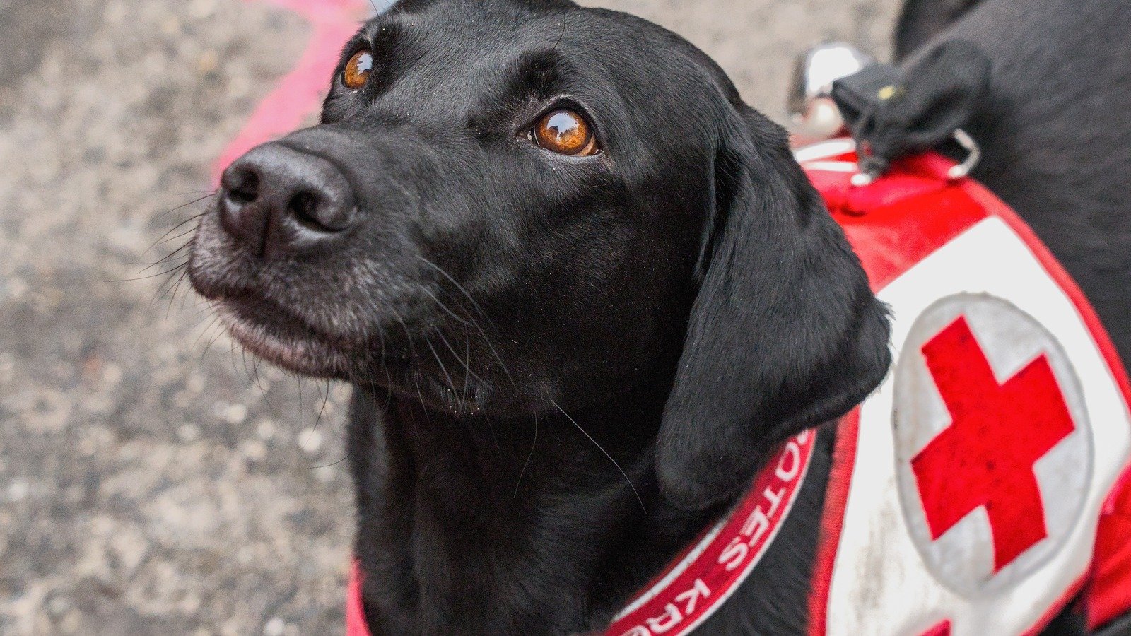 A search and rescue dog looking up while wearing a red harness