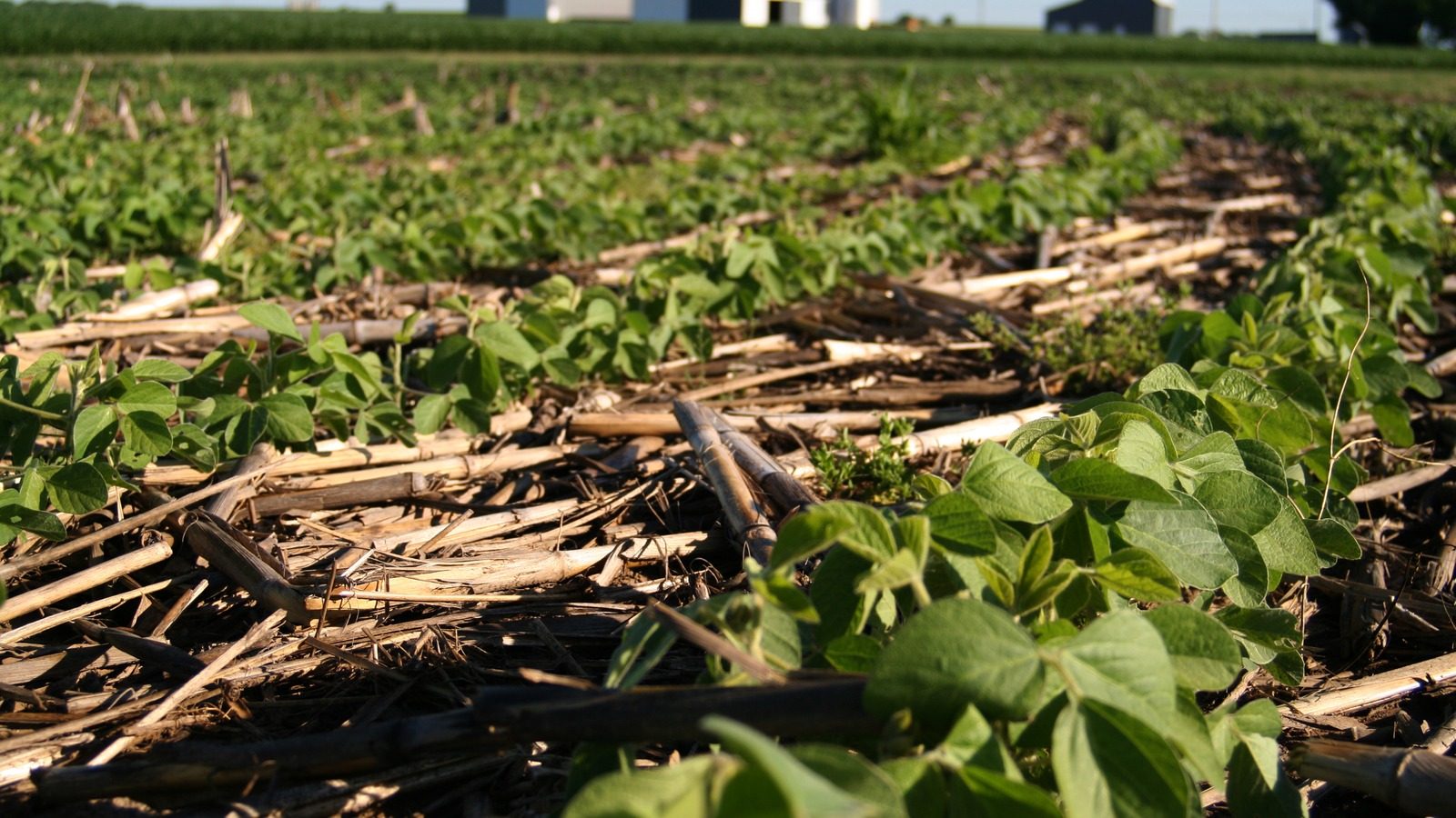 Soybean field in Piatt County, Illinois