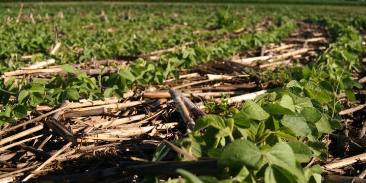 Soybean field in Piatt County, Illinois
