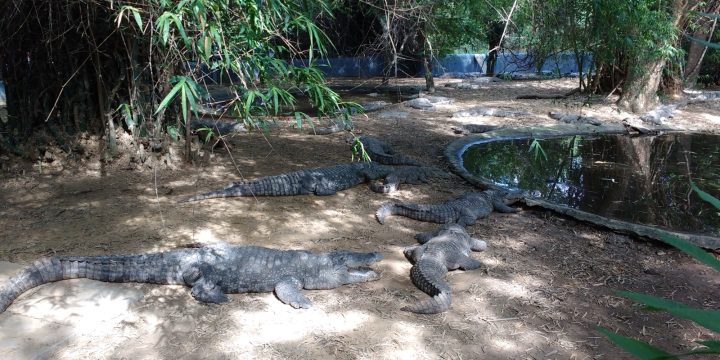 Crocodiles resting inside an enclosure