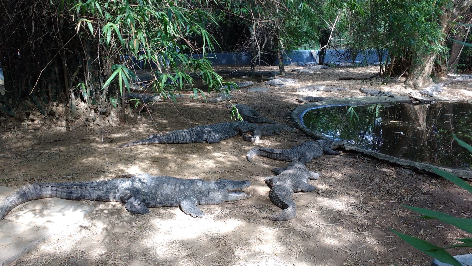 Crocodiles resting inside an enclosure