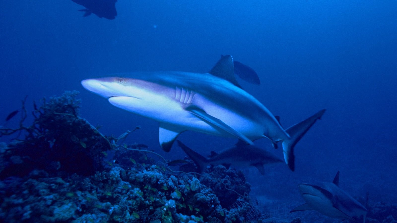Grey reef shark swimming above a coral reef