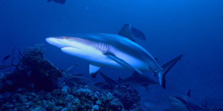 Grey reef shark swimming above a coral reef
