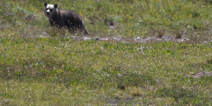 A grizzly bear standing in a meadow in Glacier National Park