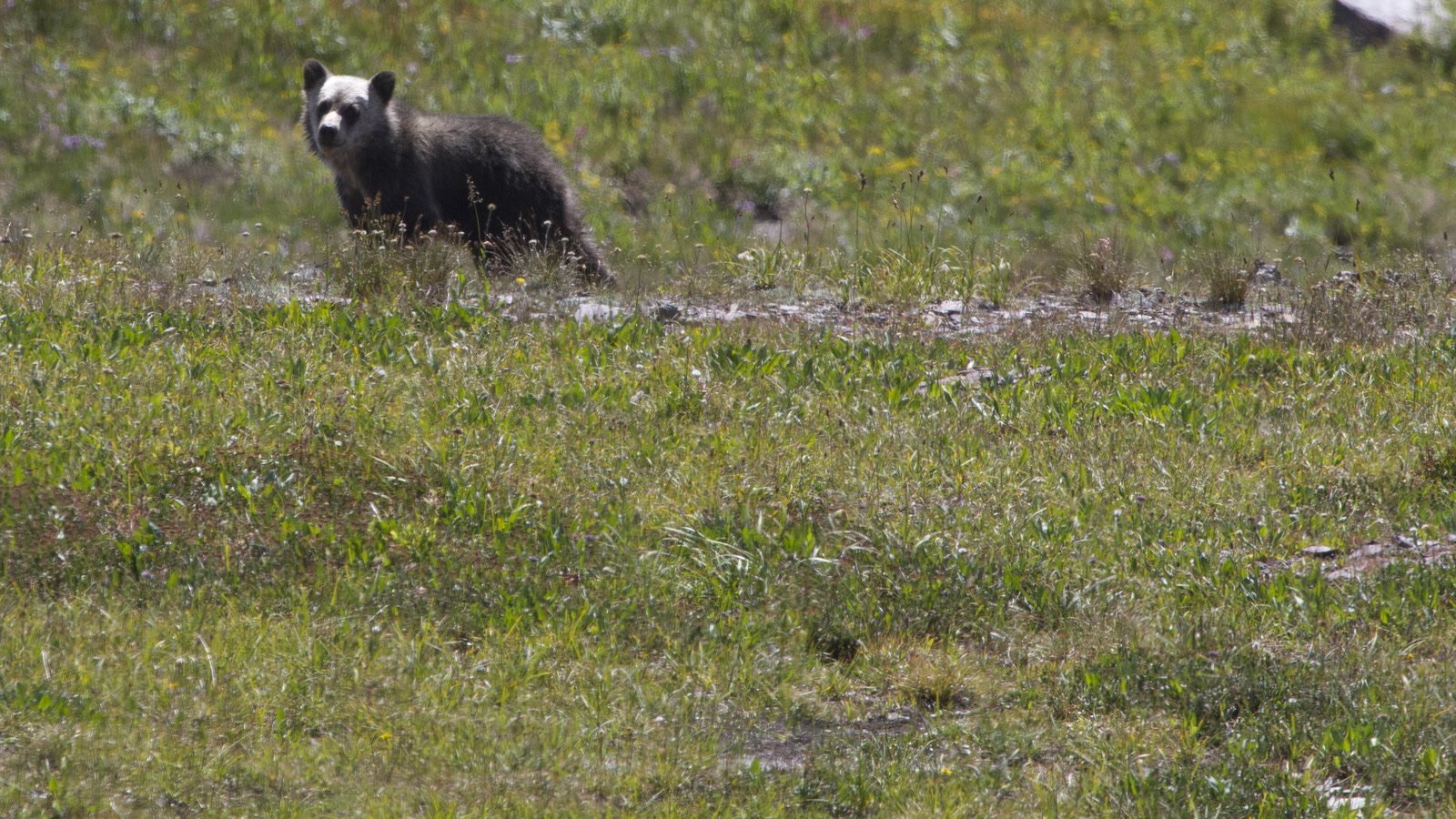 A grizzly bear standing in a meadow in Glacier National Park